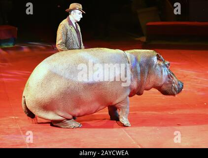 Orenburg, Russia - October 12, 2019: Trainer and hippopotamus in the circus arena Stock Photo