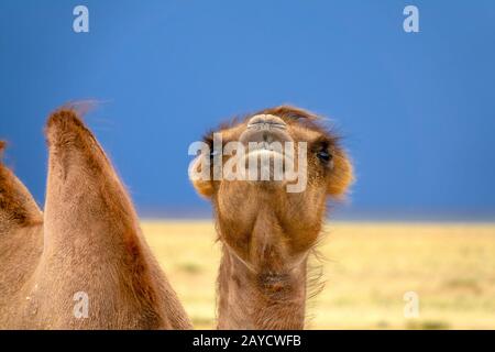 Bactrian camel portrait in steppe Stock Photo