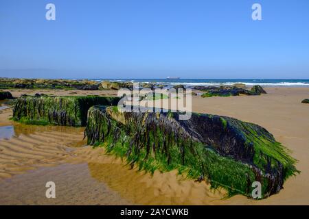 Tynemouth Long Sands on the North East Coast of England pictured on a warm autumn morning. Stock Photo