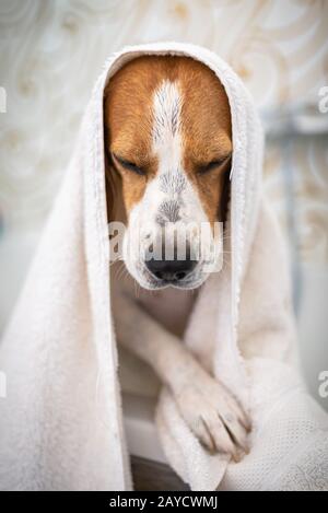 Nervous beagle dog in bathtub taking shower. Dog not liking water baths concept. Stock Photo