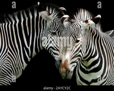 a close up of the heads of two zebras on a black background Stock Photo