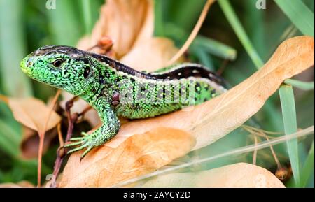 A male fence lizard in the grass Stock Photo