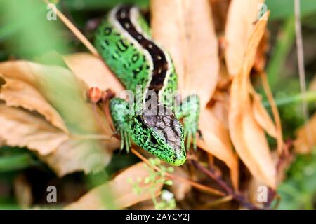 A male fence lizard in the grass Stock Photo