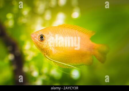 Honey gourami Trichogaster chuna tropical aquarium fish in fish tank. aquaria concept Stock Photo