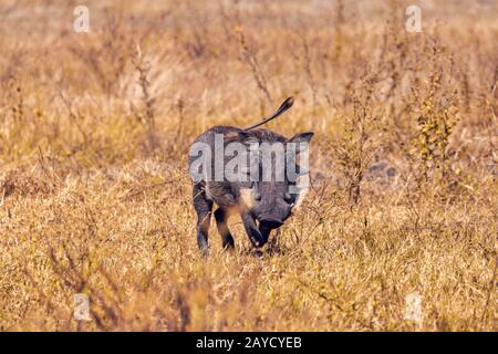 Warthog in Chobe reserve, Botswana safari wildlife Stock Photo
