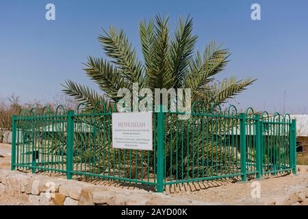 heirloom date palm tree growing in the arava desert that was sprouted from an ancient seed found at masada national park in israel Stock Photo