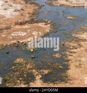 Okavango Delta Aerial with Elephant Herd Grazing in a Swamp or River Surrounded by Arid Land - Square Crop Stock Photo