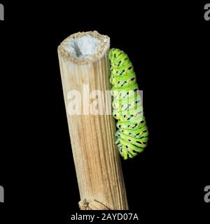 macro of a fifth instar swallowtail papilio machaon butterfly caterpillar on a dead flower stem just starting to transform into a pupa or chrysalis Stock Photo