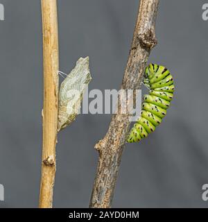 the chrysalis and pre-chrysalis stages of the old world swallowtail butterfly hanging on sticks by silk girdles on a grey fabric background Stock Photo