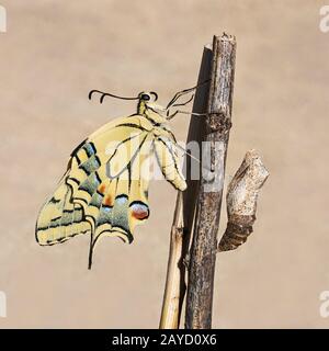 macro of a newly emerged yellow old world swallowtail butterfly clinging to dead sticks next to its empty chrysalis on a blurred sand background Stock Photo