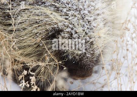 Porcupine in Winter Stock Photo