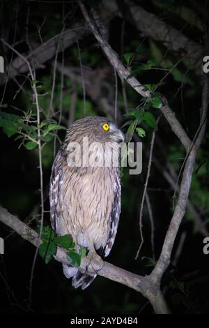 Dusky Eagle Owl- Bubo coromandus, Panna National Park, India Stock Photo