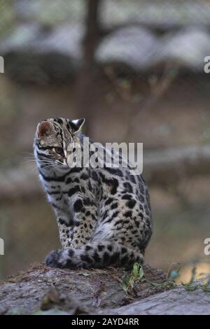 Leopard Cat, Prionailurus bengalensis, Sikkim, India Stock Photo