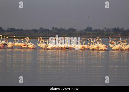 Greater Flamingoes, Phoenicopterus roseus flock Stock Photo