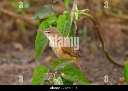 Eurasian reed warbler or  reed warbler, Acrocephalus scirpaceus Stock Photo