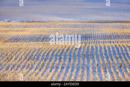 Prairie Landscape in Winter Stock Photo