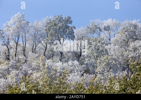 Cypress Hills First Snowfall Stock Photo