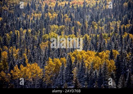 Cypress Hills First Snowfall Stock Photo
