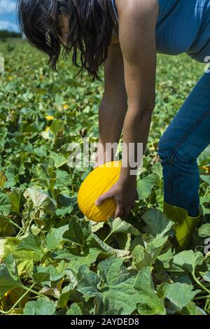 Harvest canary melons. Sunny day. Picking yellow melons in plantation. Stock Photo