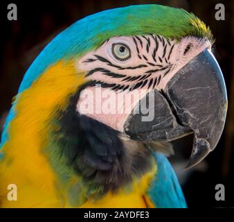 details, portrait, view of a macaw, papagai Stock Photo