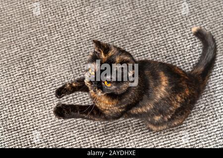 beautiful cat stands on two paws on a gray carpet, top view Stock Photo