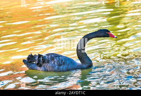 Black swan swimming in pond Stock Photo