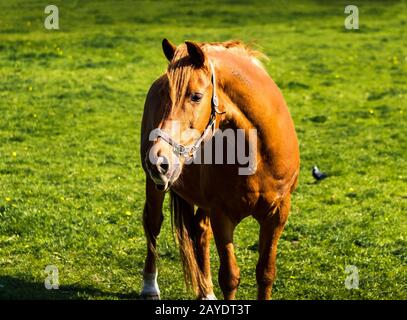 Horse on green meadow in summer, grassland, Ireland Stock Photo