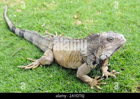 Iguana in Guayaquil Ecuador Stock Photo