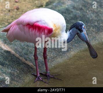 Roseate Spoonbill at Savannah National Wildlife Refuge Stock Photo