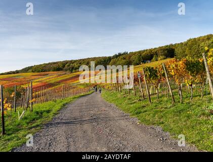 Indian summer on the red wine trail in the Ahr valley Stock Photo