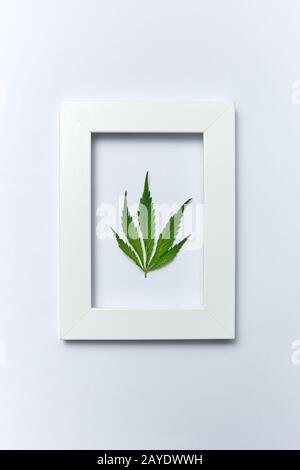 Green cannabis leaf in a rectangular frame on a light grey background. Stock Photo