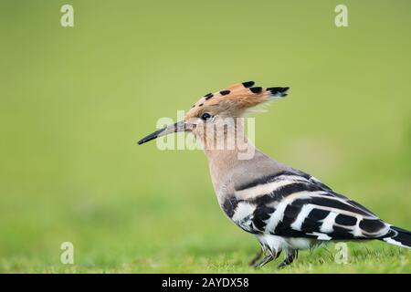 beautiful eurasian hoopoe bird head closeup Stock Photo