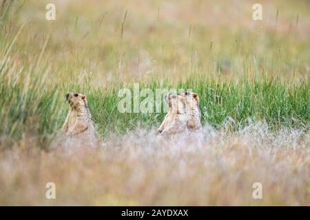 three marmots in grass Stock Photo