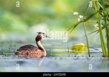 great crested grebe closeup Stock Photo