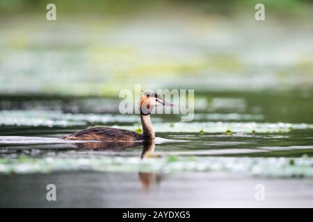 beautiful great crested grebe on lake Stock Photo