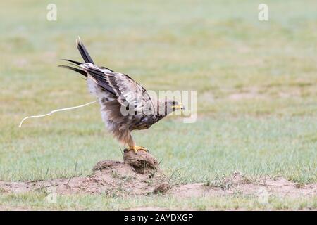 steppe eagle ready to take off Stock Photo