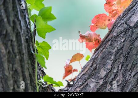 climbing plants on trunk Stock Photo
