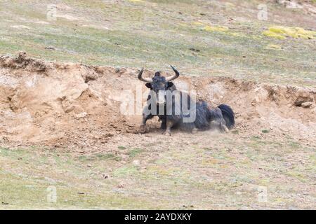 wild yak in qinghai Stock Photo