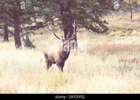 Elk Stock Photo