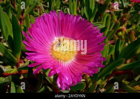 Honey bee on a Hottentot-fig flower, ice plant. It is a ground-creeping plant with succulent leaves in the genus Carpobrotus, native to South Africa. Stock Photo