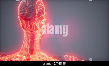 Blood Vessels of Human Body Stock Photo