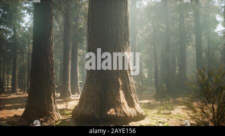 Sunset on the Giant Forest, Sequoia National Park, California Stock Photo