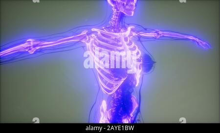Transparent Human Body with Visible Bones Stock Photo