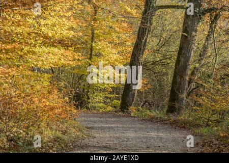 Autumn forest at the Mindelsee, Radolfzell-Möggingen at the Lake Constance