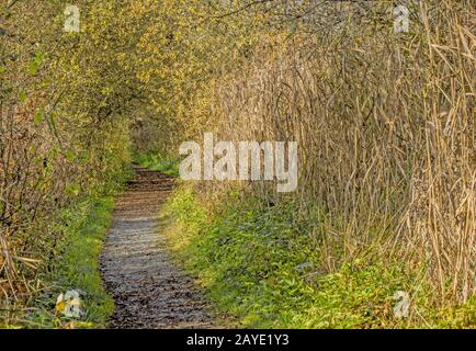 Path at the Mindelsee, it is a lake near Radolfzell-Möggingen, Germany Stock Photo