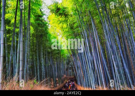 Green lush bamboo brove around walking path in Kyoto city park Arashiyama with lots of tourists.