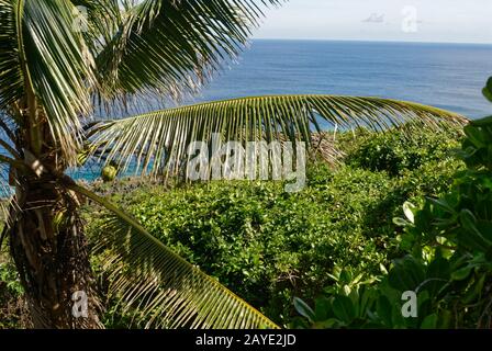 Coconut fronds in front of the sea in Niue Stock Photo