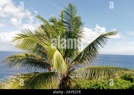 Coconut Palms tower overhead in Niue Stock Photo