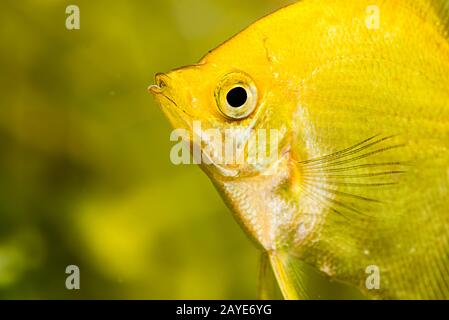 Gold Pterophyllum Scalare in aqarium water, yellow angelfish. detailed closeup Stock Photo