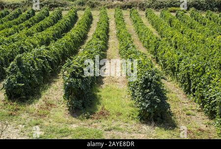 Vineyards in rows. High views from drone. Sunset backlight. Stock Photo